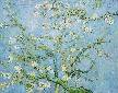 Gogh, Vincent van, Flowering Almond Branch Fine Art Oil Painting